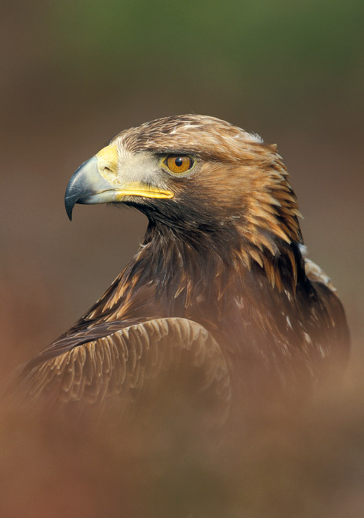Golden Eagle (Aquila chrysaetos) close-up portrait of adult. Scotland.